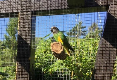 KORK-DEKO SITZSTANGE für Vogelkäfig Voliere, Käfig Zubehör 2er-Set | Natur Kork gereinigt