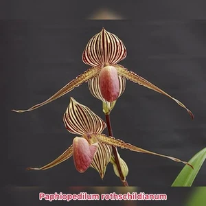 Paphiopedilum rothschildianum - rare Species - Picture 1 of 4