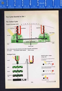 Cycles Essential to Life: Nitrogen, Geological and Organic Carbon-  1947 Print - Picture 1 of 2