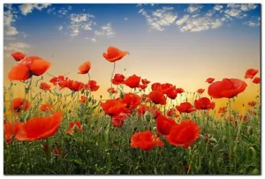 Poppies by 1x Collection Gallery-Wrapped Canvas Giclee Artwork (16 in x 24 in) - Picture 1 of 1