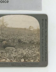 Hogs in Pasture Ames Iowa IA Keystone Stereoview - Picture 1 of 2