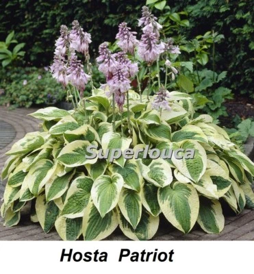 HOSTA PATRIOT Seeds Fortunei PLANTAIN LILY Large HARDY CREAM WHITE GREEN Seed EZ - Image 1 of 3