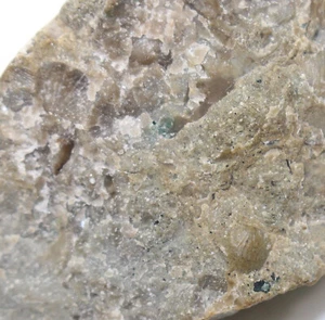 Brachiopoden, Plectorthis sp., Ordovizium, Ottenby, Öland, Schweden -eb9589 - Bild 1 von 10