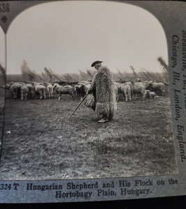 Hungarian Shepherd & Flock Hortobagy  Stereoview #31 - Picture 1 of 3
