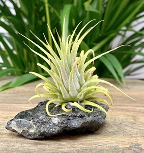 Black Tourmaline Air Plant Crystal Tillandsia Gemstone Specimen Crystal Decor. - Picture 1 of 6