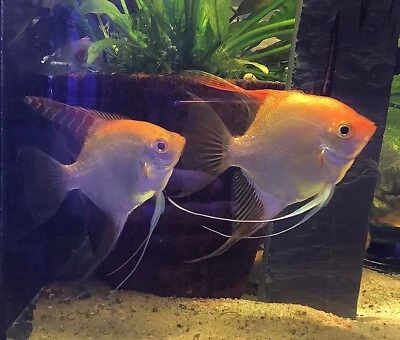 2 Gold Angelfish nickel to Quarter Size. - Image 1 of 3