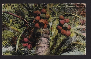 Postal de 1912 South Seas Curio Cluster of Cocoanuts Hawaii - Imagen 1 de 2