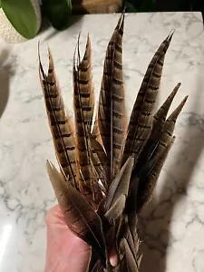 WILD RING NECK Pheasant Tail Feathers - Picture 1 of 7