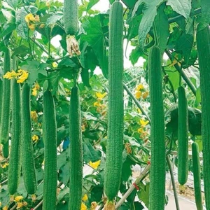 Smooth Extra Long Luffa Gourd Seeds Tropical Vegetable Garden Asian Luffa Seeds - Picture 1 of 1