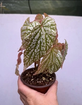 Begonia Snowfall - Image 1 of 4