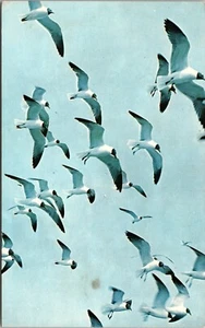 Seagulls flying above The Outer Banks NORTH CAROLINA CHROME POSTCARD D3 - Picture 1 of 2