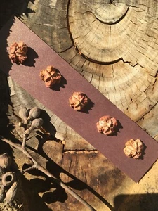 5 x Pink Australian Gumnut Buttons - Handmade Natural Wood - Picture 1 of 8