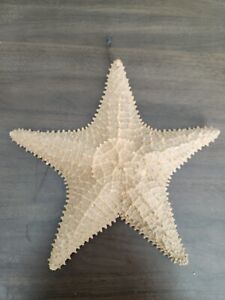 Real Starfish Taxidermy L 9 Inch Dried Sea Star Nautical Ocean Maritime Decor