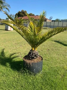 canary palm tree - Picture 1 of 2