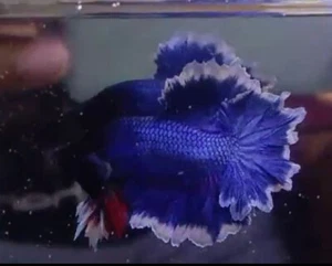 QUALITÀ BETTA 1 paio PK BLU VENDITA AL DETTAGLIO E ALL'INGROSSO - Foto 1 di 5