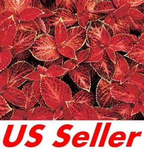 25 Seeds F117, Coleus Wizard Velvet Red Seeds - Picture 1 of 2
