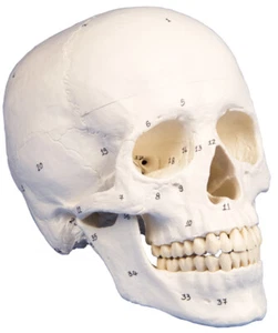 anatomisches Modell, Schädel, skull, numeriert, 3 Teile - Bild 1 von 4