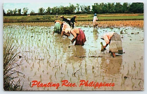 Postcard Rice Planters Planting Time in the Philippines Filipino Woman 1964 VTG - Picture 1 of 4