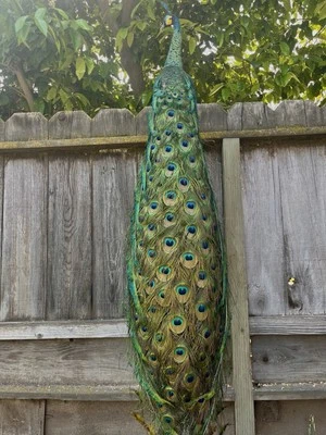 Montaje Taxidermia Real Java PAVO REAL calidad museo orientado a la izquierda Foto 1 de 4