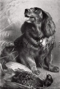 Perro Cocker Spaniel, Hermoso Antiguo Colotipo Landseer de la década de 1870 - Imagen 1 de 1