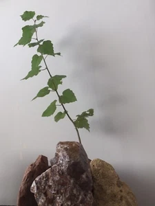 Silver Birch - Picture 1 of 4