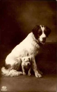 Rare Antique Beautiful Photograph RPPC Photo Postcard of Sweet Dog 1917s - Picture 1 of 2