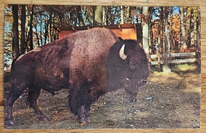 Bison in Pocono Wildtierfarm Pennsylvania Postkarte PC 1960er Dexter Press - Bild 1 von 1
