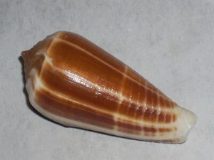 CONUS RADIATUS UNIQUE PATTERN - Imagen 1 de 2