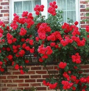 Red Etoile de Hollande Climbing Rose Fragrant 6 Cuttings for Planting - Picture 1 of 3