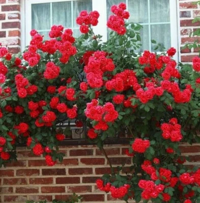 Red Etoile de Hollande Climbing Rose Fragrant 6 Cuttings for Planting - Image 1 of 3