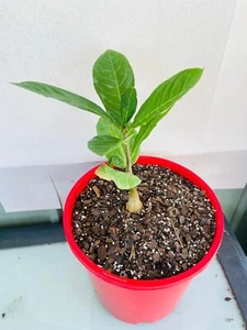 Adasonia Digitata (Baobab)- Rare Live Tree, Iconic African Succulent - Picture 1 of 4