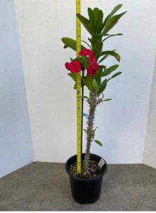 Crown of Thorns / euphorbia milli 17-21 Inches Tall! - Picture 1 of 5