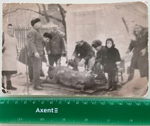Foto de colección de cadáver de animales post mortem de terror matanza de cerdos muertos - Imagen 1 de 2