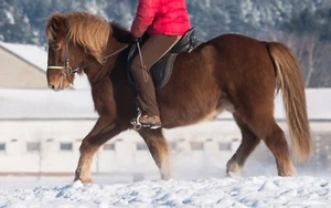 Reitbeteiligung für charmanten Isländer gesucht - Bild 1 von 2