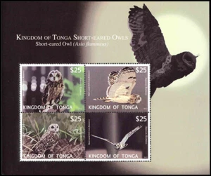 Tonga CE6 - Kurzehreule "Asio flammeus" (Pb86257) - Bild 1 von 1
