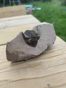 Trilobit Metacanthin issoumourensis sp Marokko - Bild 1 von 12