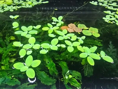 40 x DWARF WATER LETTUCE- Aquarium live floating Plants - image 1 of 2