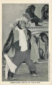 Postcard Chimpanzee (Rudy) Circus St. Louis Zoo Missouri MO 1942 - Picture 1 of 2