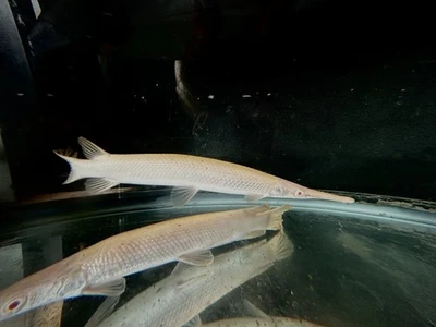 Premium Albino Florida Gar 11-12” Foto 1 de 4