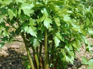 Levisticum officinale 20 seeds - Picture 1 of 2