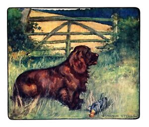 1906 Antique SUSSEX SPANIEL Print Vernon Stokes Dog Art Illustration 5161a