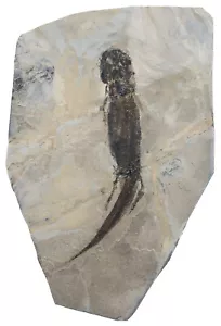 Perm Ein großer Apateon pedestris Branchiosauridae Odernheim am Glan 9-9 - Bild 1 von 2