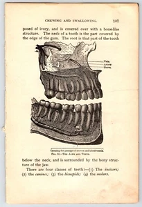Jaws Teeth Chewing Ephemera Human Anatomy Scientific Illustration Junk Journal - Picture 1 of 2