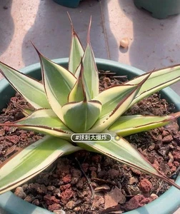 Rare liveSucculent plant Agave 'blue glow' white Variegated Random Boutique - Picture 1 of 2