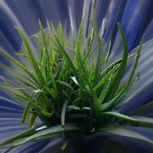 5 Aloe plants Guaranteed Very Healthy Fast Growing They Multiply. Rich Green - Picture 1 of 3