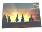 Sunset Kangaroos Photo Print on Acrylic AU Sellers 30cm x 20cm Great Gift Idea