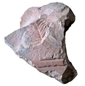 300 Million Year Old Fossil Alethopteris Tree Carboniferous Period Seed Fern - Picture 1 of 6