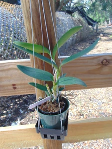 Cattleya leopoldii Vincolor 4" pot NICE PLANT - Picture 1 of 3