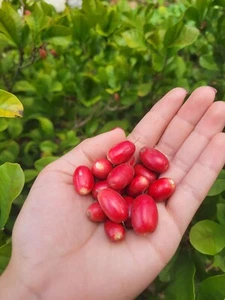 Miracle Fruit Plant Synsepalum dulcificum small seedling - Picture 1 of 7