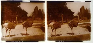 Autruches.Oiseau.Animaux.Animals.Vue stereo sur verre 6x13cm.Glass Stereo view. - Imagen 1 de 1